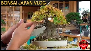 Defoliando arce | Bonsai Jap&oacute;n Vlog #161