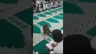 Quran is the key of skoon ❤❤ Mashallah how money is feeling after listing Quran #islamic #Quran
