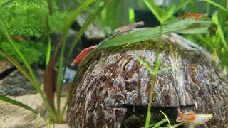 Shrimps best tank mates|Endler guppies| panda corydoras.
