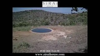 Sirai Waterhole Live Stream