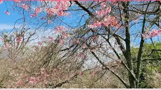 Cherry blossom 🌸 | Cornwall Park Auckland NZ 😊