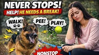 My Dog Never Lets Me Rest 😭🐕 | Walk, Pee on Every Plant & PLAY Non-Stop!