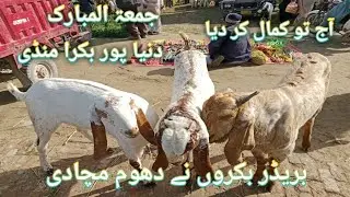 Top breedar goats Dunyapur Bakra Mandi in Pakistan 