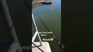 Magdraft Swimbait Bite #bassfishing #fishing #swimbaitfishing #fish #megabass #youtubevideo #bass