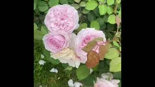 David Austin Roses in Southern California