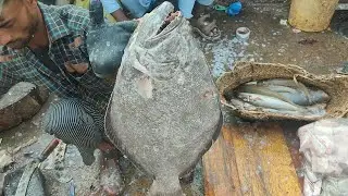 Halibut hajjam fish cutting and information video karachi fisheries 
