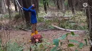 pemotong buah kelapa sawit terhandal gajinya perbulan tembus 6 ribu ringgit(KANG ROMDAN CHANNEL)