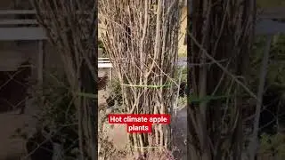 hot climate apple plants available for sale 98167-57642 #appleplant
