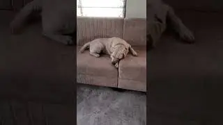 &ldquo;Do not disturb&hellip; professional napper at work 💤🐶&rdquo;