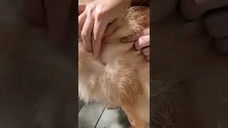 Removing some ticks #viral #satisfying #tick #pets #dog