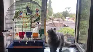 Кошки: Марта & Нюрка. Попугаи: Бонни & Клайд VS Герда & Кай