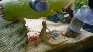 Eastern Newt Feeding