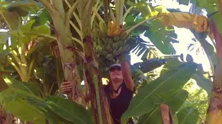 Island Girl Harvest banana /Jenny Baynado