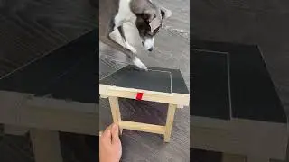 Dog Scratch Board: No Clippers, No Stress! 🐾 #shorts