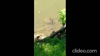 Turtle Tuesday: Huge Smooth Soft-Shell Turtle glides into 