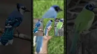 Biologists Discover an Unusual Cross-Species Bird in North America 🐦