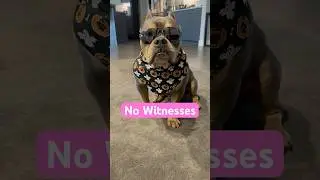 You&rsquo;ve Got No Witnesses #dogs #dogmoms #dogbandanas #halloween #denzelwashington