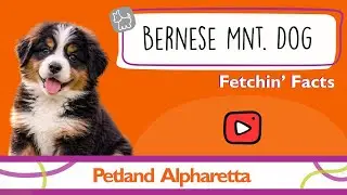 Puppy Alert! Bernese Mountain Dog Facts That Will Melt Your Heart