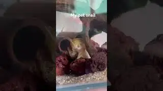 My pet snail(pls name him)