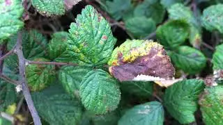 Common blackberry (Rubus allegheniensis) - leaves close up - October 2017