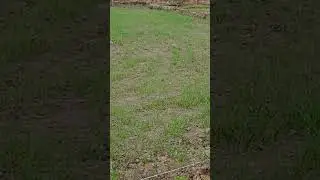 gehu me taar baadh 6 #farming #nature #shorts #short #youtubeshorts