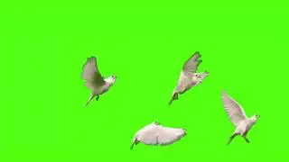 Green Screen Video 💚 