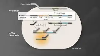 Bacterial Adaptive Immunity with CRISPR/Cas9