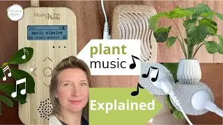 Plant music explained: Listen to the sound of plants with the help of plantwave!
