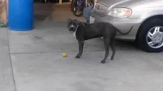 My dogs reaction to a lemon