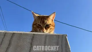 CAT HUGS | Funny cats videos 2024 😹 | CATROCKET & Friends