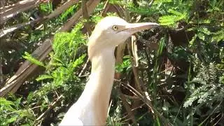 Egret