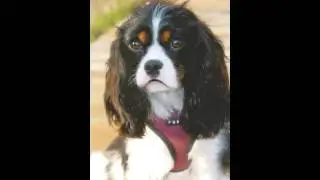 dogs with floppy ears