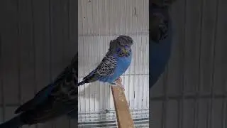 Male Black Face Hogo Breed #breeding #budgies #hagoromo