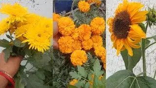 ।। 3 yellow beautiful flowers plant 🌼🌵।।