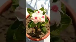 Rare Variety Vinca Plant - 1 (Light Milky Pink)  #gardening  #plants #garden #vincaplant #flowers