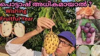 കുല കണക്ക്,വലിപ്പമുള്ള പഴങ്ങൾ വിളയിച്ചെടുക്കാൻ..#plants#fruits#fertilizer#potash#agriculture#harvest