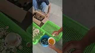 98% очяпти EGG BOX INKUBOTOR