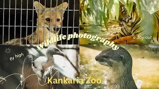 KANKARIA ZOO 🐅 || WILDLIFE PHOTOGRAPHY || Ahmedabad || HB PHOTOGRAPHY STUDIO || ANIMAL&BIRDS
