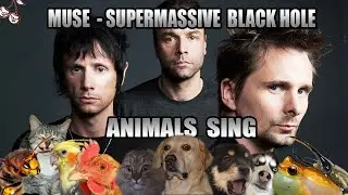 Muse - Supermassive Black Hole (Animal Cover)
