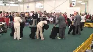 World Dog Show - Bratislava 2009 - Champion class (males)