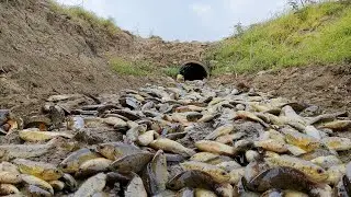 amazing fishing! Technique Fishing A fisherman Skill catch catfish a lot at canal catch by hand