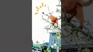 Cat Chasing Mouse !  #Shorts#shortsyoutube#cats shorts videos#prettycat #shortsfunny #kitten #cat