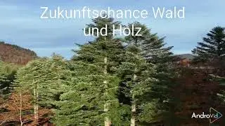 Zukunftschane mit Wald und Holz - Blick in den Wald mit einer Drohne