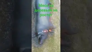 где бирут мяса!