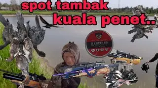 Berburu Pecuk Saat Angin Kencang... #berburu #hunting #burungpecuk #burungbelibismini #burungkoak