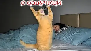 Приколы с котами! СМЕШНЫЕ КОТЫ - С ОЗВУЧКОЙ! САМЫЕ Самые Смешные Животные!