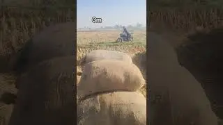 sarpanch nahi aya aj #sarpanch #funny#borderarea #suchetgarh #paddy