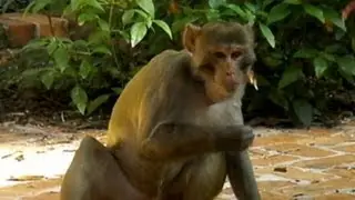 Florida's 'Mystery Monkey' Caught After Three Years, Elaborate Sting Operation