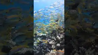 Red Sea diving is an experience like no other, a. #RedSeaDiving #UnderwaterWorld #SwimmingWithFish 🐠