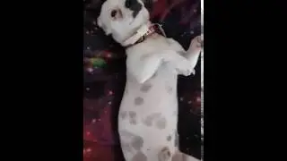 Mookie asking for a belly rub
